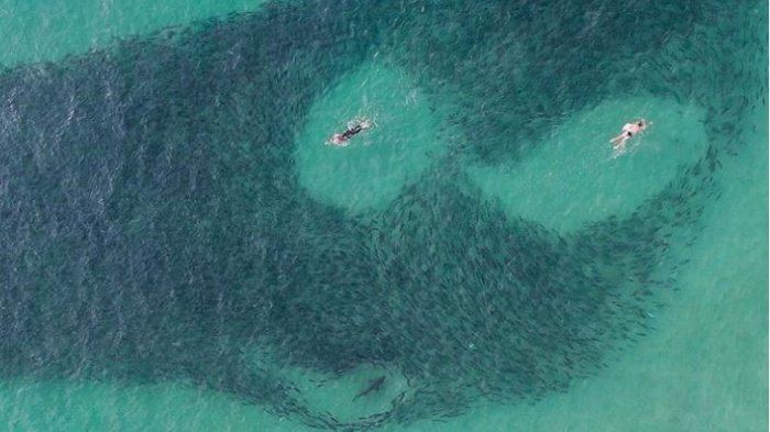 Se grabaron bañándose al lado de un cardumen: No se dieron cuente que había tiburones