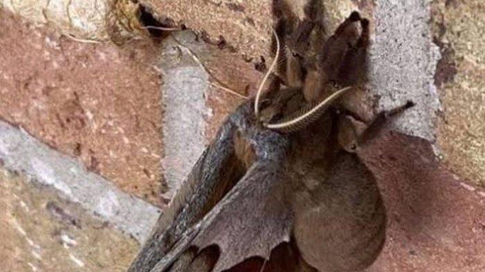 La pesadilla de un aracnofóbico: Las 