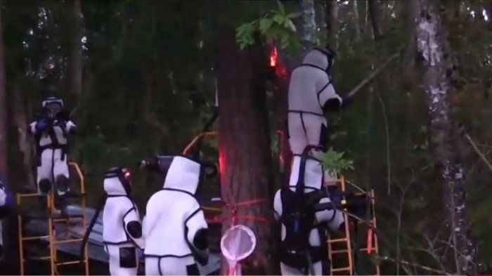 Avispas asesinas: Así exterminaron el primer nido encontrado en EE.UU.