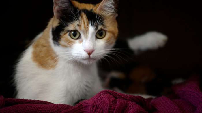 Investigación chilena confirma que es posible que un humano contagie a su gato con COVID-19