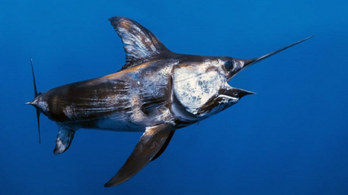 Tiburón versus Pez Espada: Los inéditos enfrentamientos registrados en las costas mediterráneas