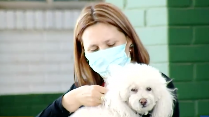 Víctima logró recuperar a su mascota tras violento portonazo en La Florida: Perrito fue abandonado en la calle