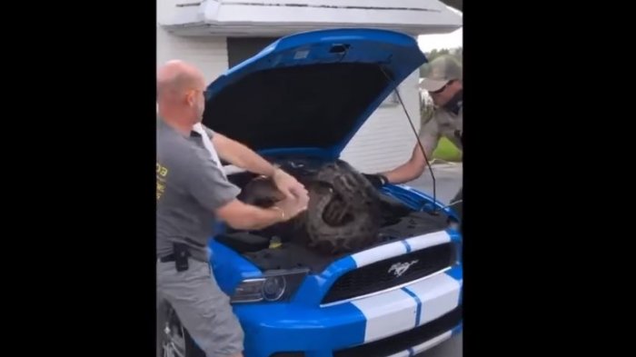 Así fue el rescate de una pitón de 3 metros que se metió adentro de un Mustang