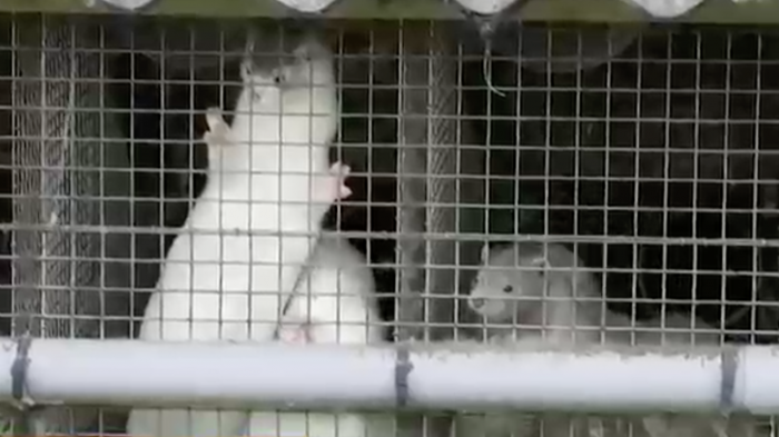 Dinamarca sacrificará 17 millones de visones por mutación del COVID-19