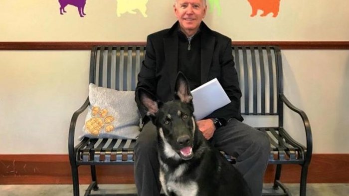 Pastor Alemán de Joe Biden será el primer perrito rescatado en vivir en la Casa Blanca