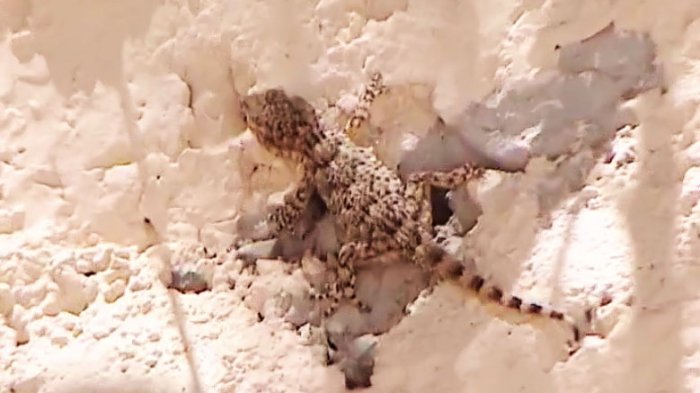 Alerta en Santiago por proliferación de reptil que podría amenazar nuestro ecosistema