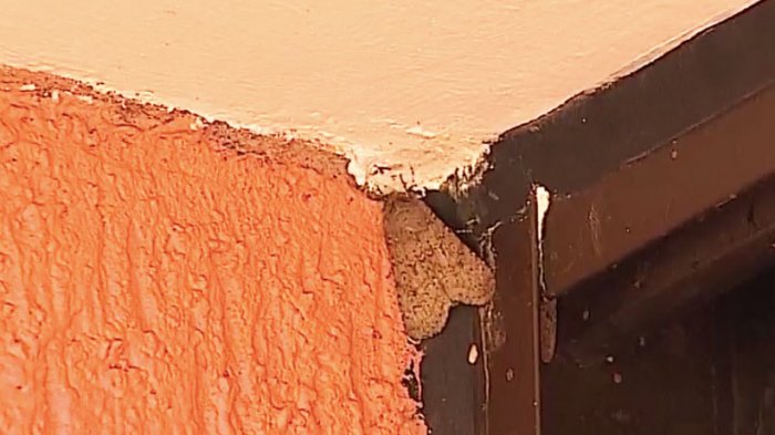 Alerta por invasión de polillas en Santiago: Esta es la razón por la que aparecen en tu casa
