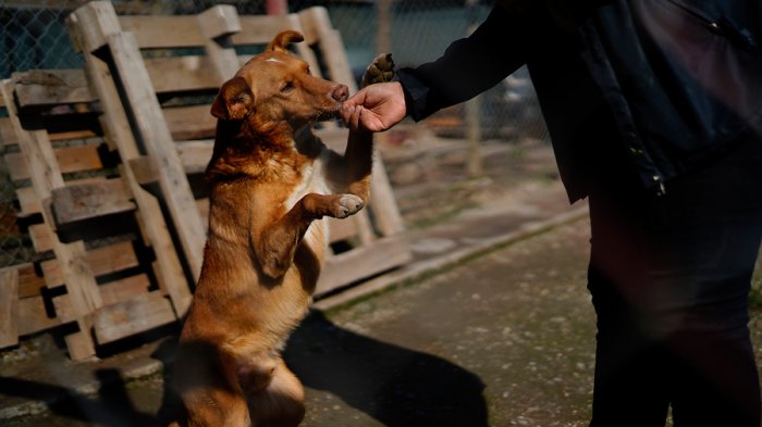 Proyecto busca aumentar penas por maltrato animal: 