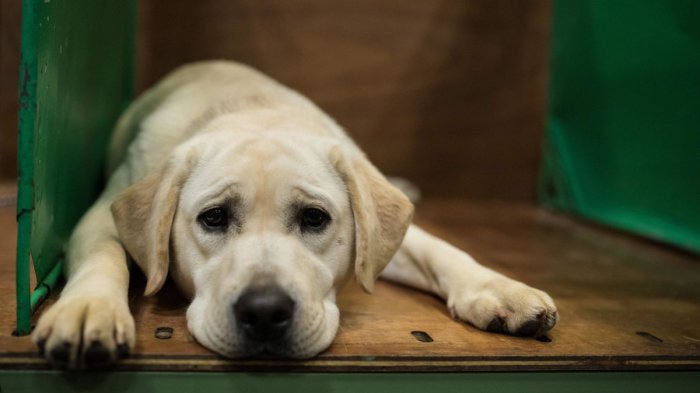 Perro muere electrocutado en el Parque Quinta Normal