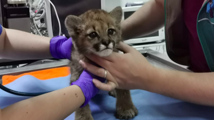 Puma bebé fue encontrado sin su madre: Lo rescataron, pero no podrá volver a la naturaleza