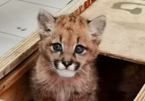 Investigan caso de puma cachorro: 