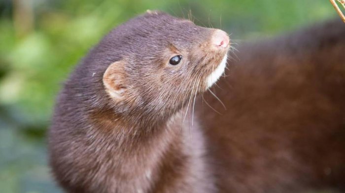 Por mutación del COVID-19: Dinamarca cierra acuerdo que permitirá sacrificio de 15 millones de visones