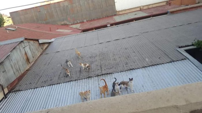 Denuncian a dueña de hostal por matar gatos con azufre y soda caustica en Viña del Mar