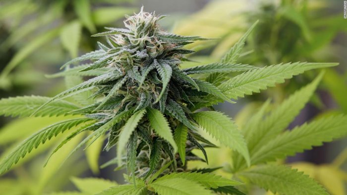 Senado de México aprobó el uso recreativo y medicinal de la marihuana: Se convertiría en el mayor mercado del mundo