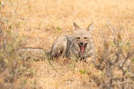 SAG rescata a zorro chilla en Melipilla: Denuncian nuevo caso de 
