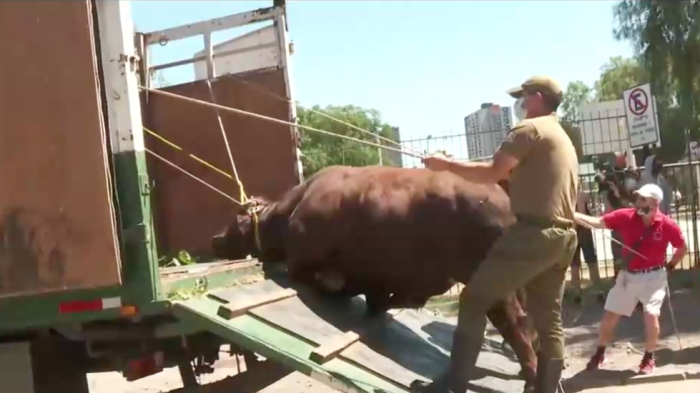Trasladan a toro que deambuló en la Alameda: Mujer reclama que se lo robaron