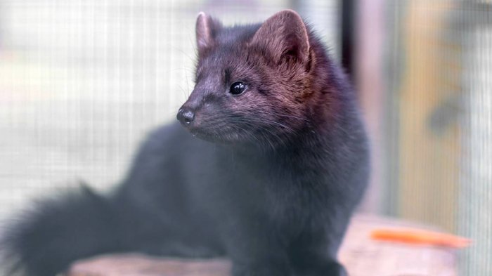 Por brote de COVID-19 en granja: Francia sacrificará a mil visones