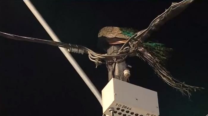 Ahora un pavo real: Lo captaron descansando en poste de luz en Recoleta