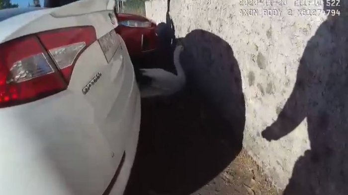 Primero un toro, luego un pavo real y ahora un cisne: Hubo operativo en Providencia para rescatarlo