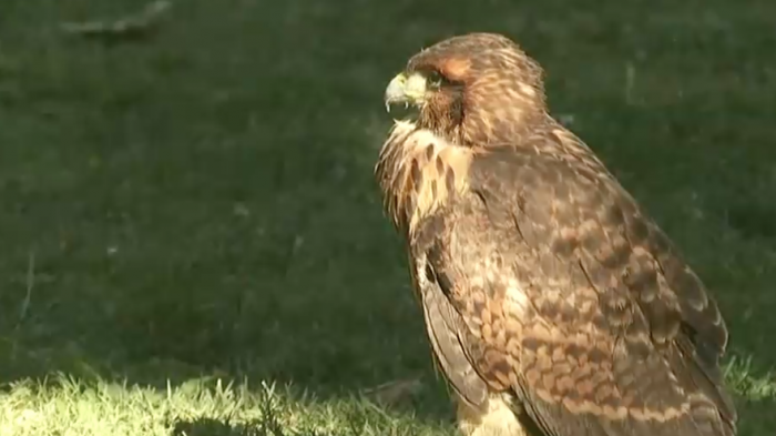 Peuco herido deambuló por el Parque Forestal: Fue rescatado por el SAG