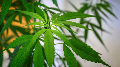 Chile se opuso a quitar la cannabis de la lista de drogas más peligrosas