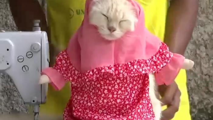 Es furor con trajes y cosplays: Ex profesor se reinventa como sastre de gatos