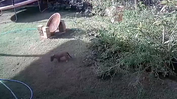 Cachorro fue atacado por una serpiente y resultó ileso gracias a la rápida acción de su dueña