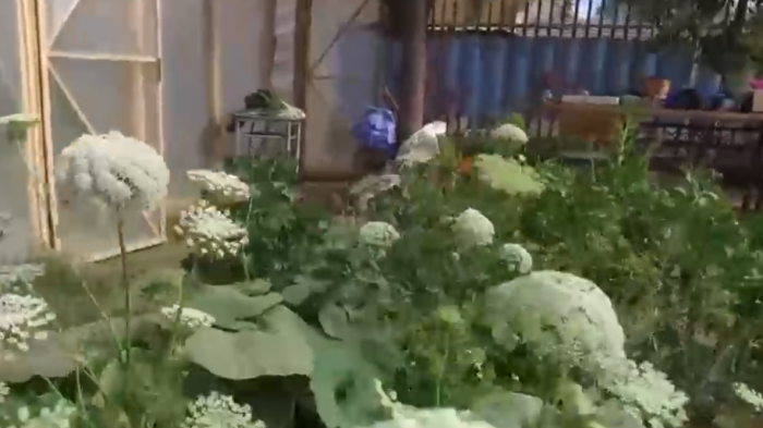 Agricultura urbana ayuda a enfrentar la pandemia: 