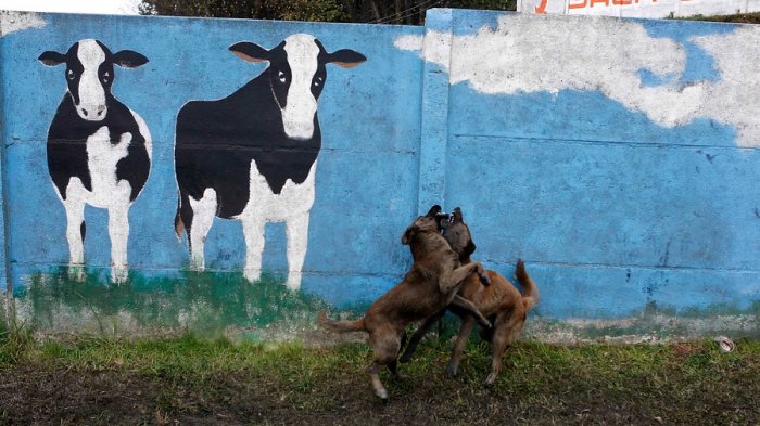Calama: Niño de 1 año falleció tras ser atacado por una jauría de perros