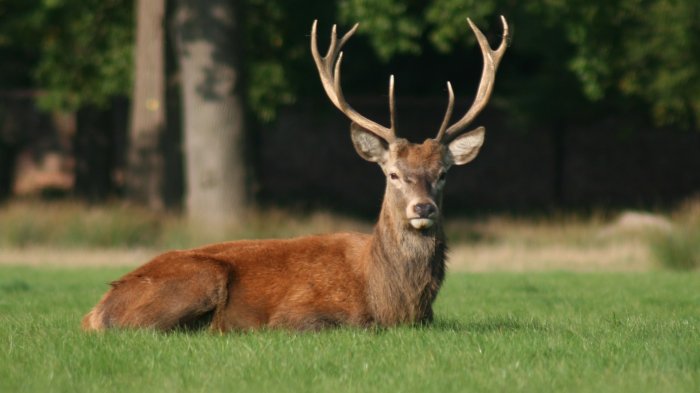 Pensó que era un ciervo: Hombre mató a su hijo mientras cazaba en un bosque