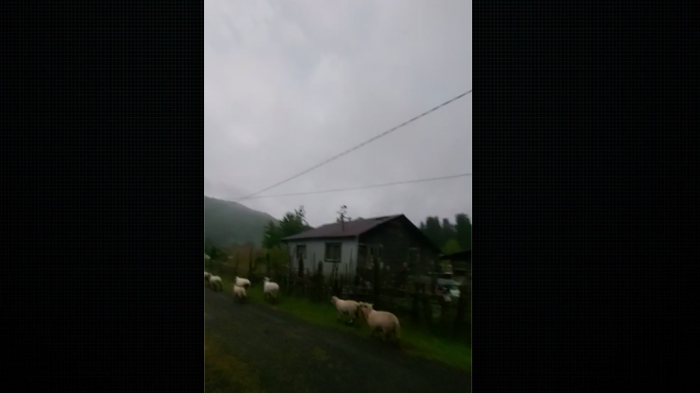 Pensaron que era noche: Ovejas se fueron a acostar en Caburgua