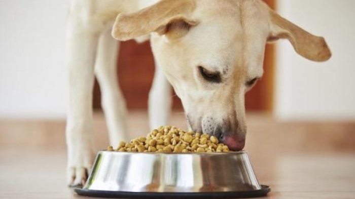 Cannes anuncia reparación económica para dueños de perritos afectados por lote de alimento defectuoso