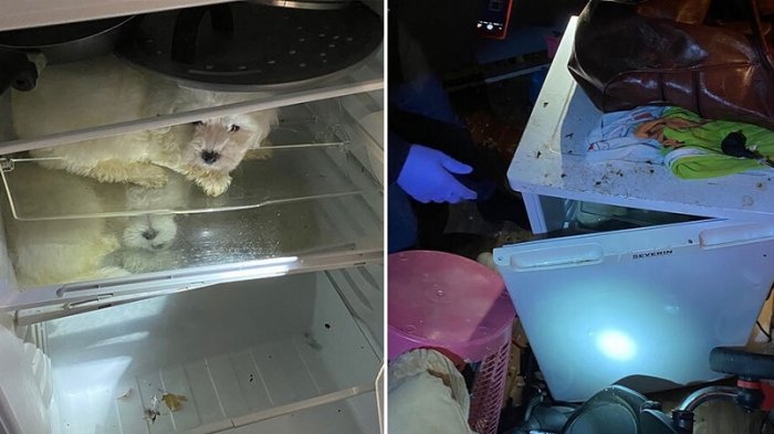 Cuatro cachorros fueron rescatados tras ser escondidos en un refrigerador para ser vendidos en Navidad
