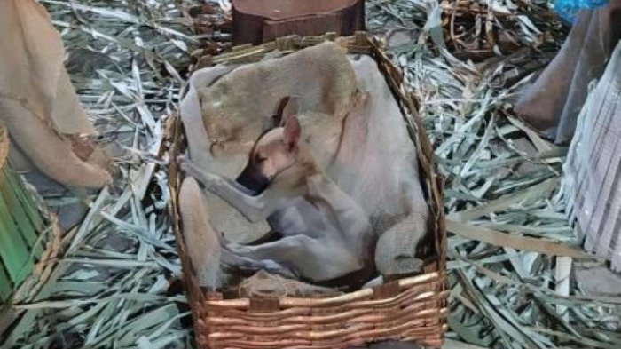 Cachorro callejero fue encontrado durmiendo en un pesebre: Familia le consiguió un hogar