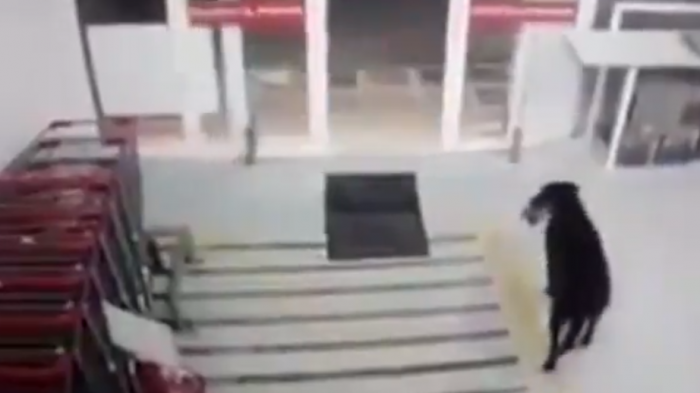 Perro roba comida de un supermercado y al salir 