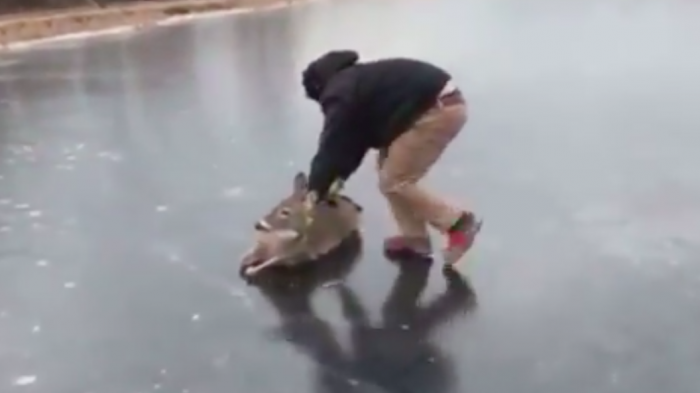 Milagro navideño: Registran cómo hombre rescató a un ciervo atrapado en el hielo