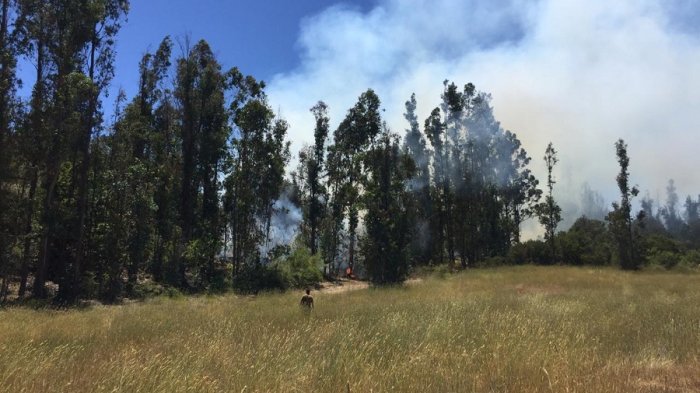 Cinco compañías de Bomberos trabajan en incendio forestal en Placilla: Terreno complica el control de las llamas