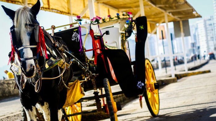 Cocheros y animalistas se enfrascaron en pelea en las afueras del municipio de Viña