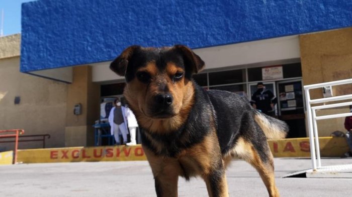 Hachiko mexicano: Perrito que esperaba a su dueño fallecido por COVID-19 es llevado a EE.UU.