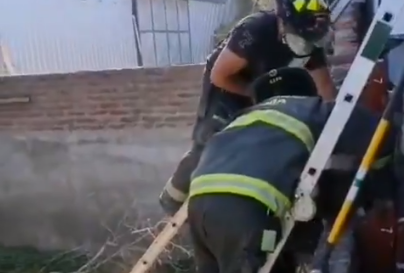 Rescataron un perrito atrapado en Macul: Se escapó asustado por los fuegos artificiales