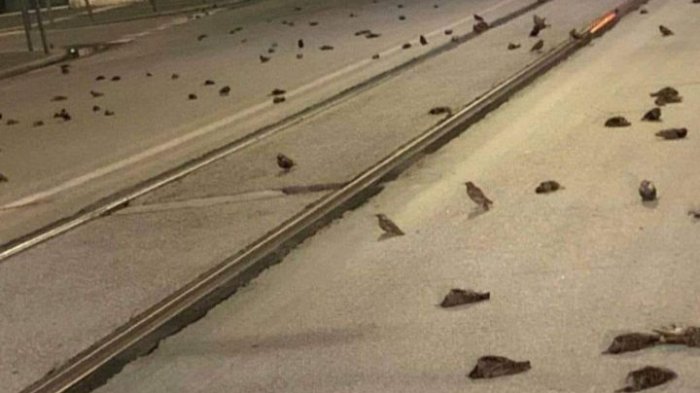 Cientos de pájaros aparecieron muertos en el centro de Roma tras fuegos artificiales de Año Nuevo