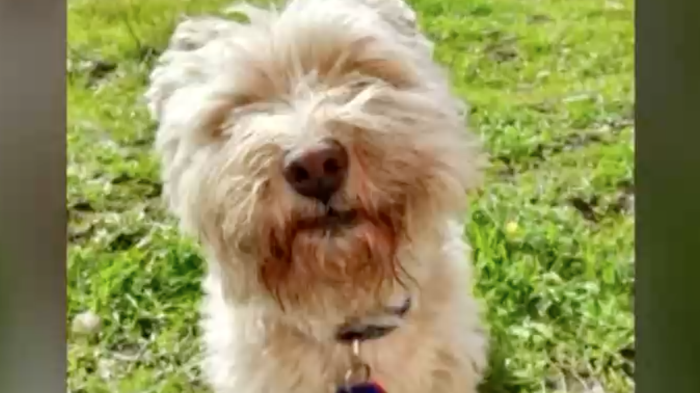 Reportan los primeros casos de microchips de mascotas duplicados: ¿Cómo afecta este problema?