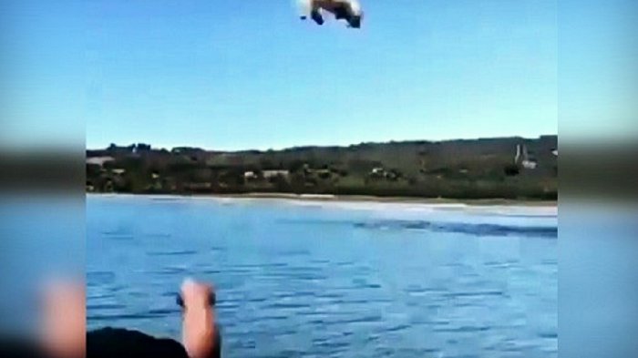 Investigan por maltrato animal a sujeto que arrojó a un poodle toy al mar en Chiloé