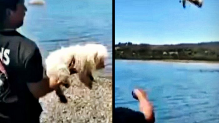 Buscan formalizar por maltrato animal a sujeto que arrojó a un poodle toy al mar en Chiloé