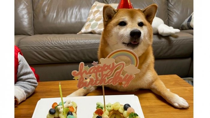 El perro de uno de los memes más populares celebró su cumpleaños número 10