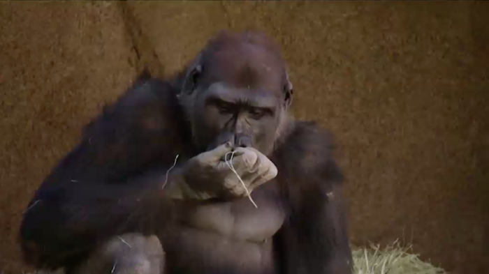 Tres gorilas dieron positivo al COVID-19 por primera vez