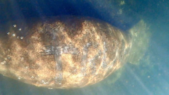 Buscan a responsable de atacar a manatí y tallarle la palabra 