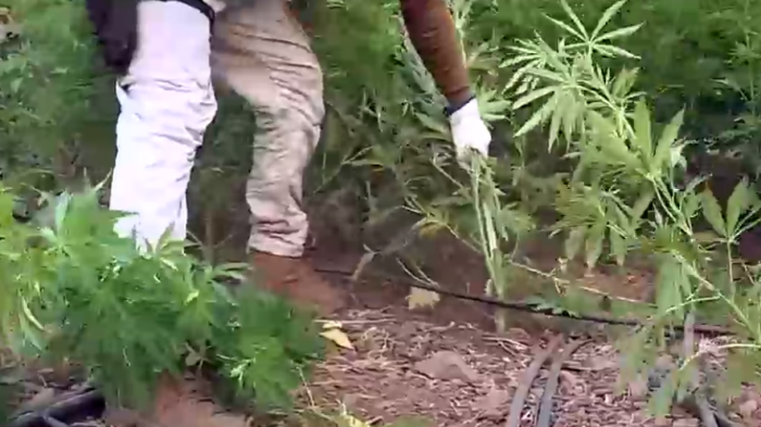 Desbaratan laboratorio y campamento de narcos en pleno cerro: Incautaron casi 3 mil plantas de cannabis sativa