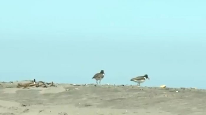 Buscan proteger flora y fauna en dunas de Concón: Prohibirán ingreso de vehículos al santuario