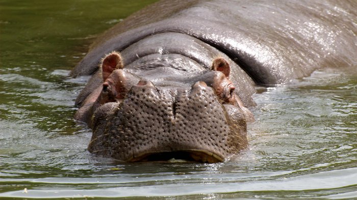 Expertos dicen que hipopótamos de Pablo Escobar deben ser sacrificados